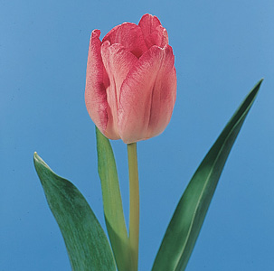 Tulip – Tulipa spp. or T. gesnerana