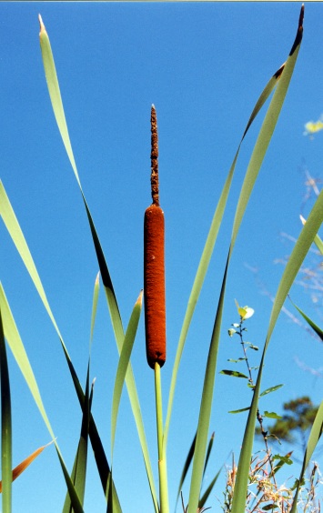 Cat-tail – Typha latifolia