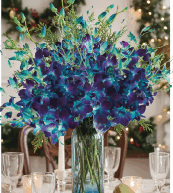 The Ultimate Year of Orchids