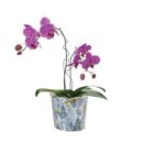 Double Pink Phalaenopsis Orchid Garden