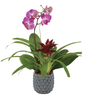 Natural Wonder Orchid & Bromeliad Garden