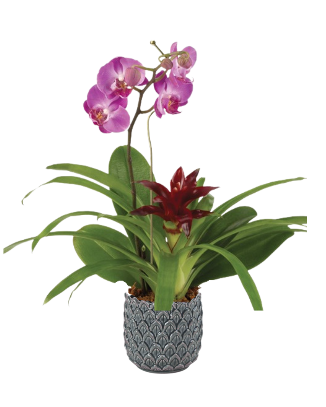 Natural Wonder Orchid & Bromeliad Garden