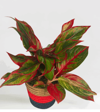 Uplifting Aglaonema "Red"