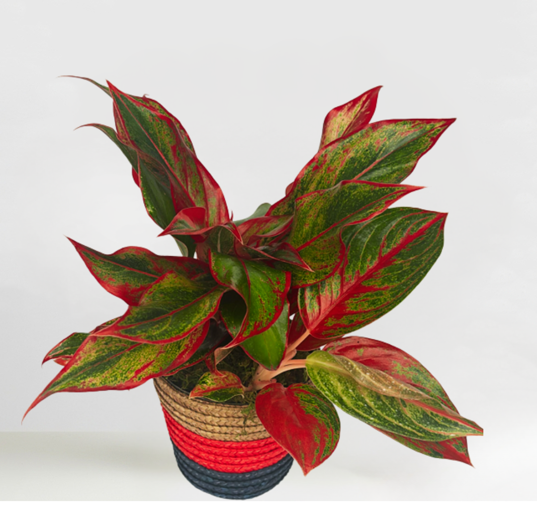 Uplifting Aglaonema "Red"