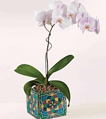 Celebration Orchid Plant