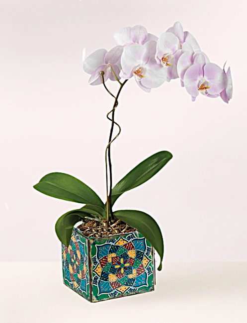 Celebration Orchid Plant