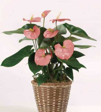 Anthurium Plant