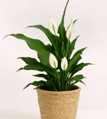 Peace Lily