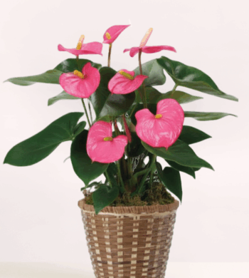 Anthurium Plant