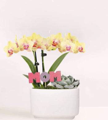 Yellow Orchid & Succulent