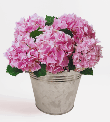 Pink Hydrangea Plant