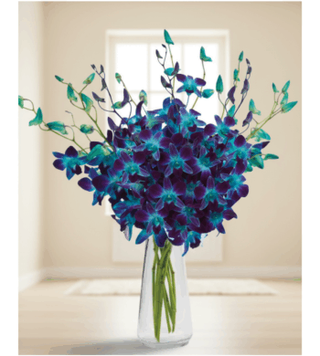 Stunning Sapphire Orchids