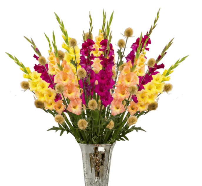 Untitled design - 2026-08-10T183949.519