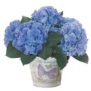 Blue Hydrangea Plant