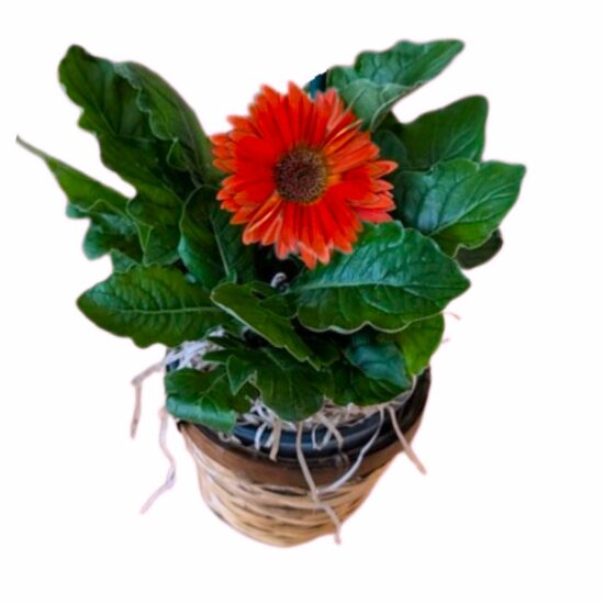 Gerbera Daisies Plant