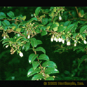 Huckleberry – Vaccinium ovatum