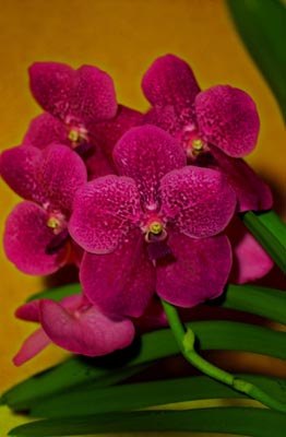 Vanda Orchid – Vanda spp.