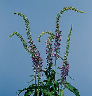 Speedwell – Veronica longifolia and V. spp.