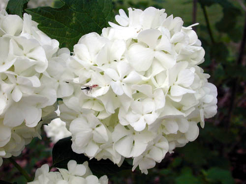 Guelder Rose – Viburnum opulus  or  V. spp.