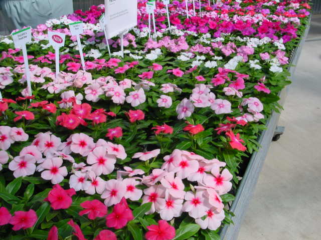 Vinca – Catharanthus roseus