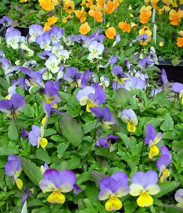 Horned Viola – Viola cornuta