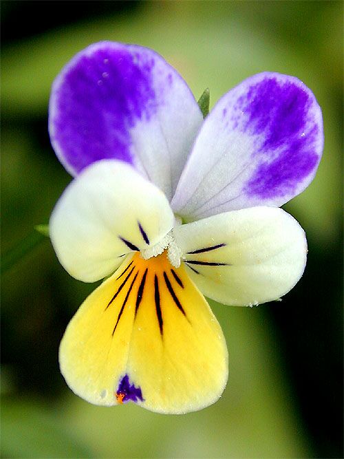 Wild Pansy – Viola tricolor