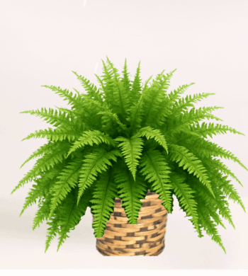 Boston Fern Springtime Green