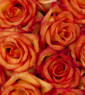 Konfetti Roses