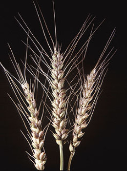 Wheat – Triticum spp.