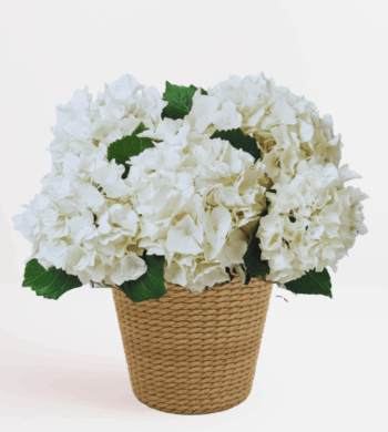 White Hydrangea Plant