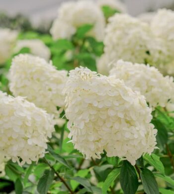 White Hydrangeas