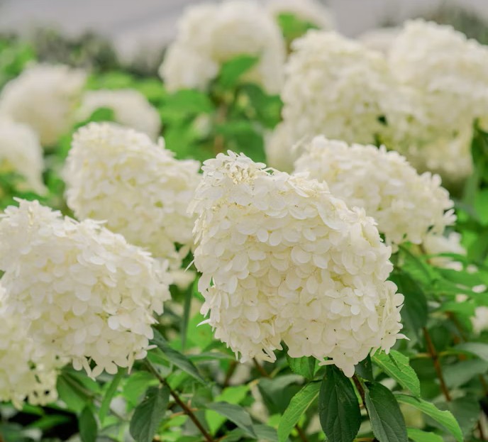 White Hydrangeas