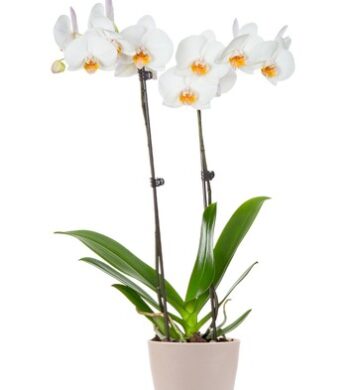 White Double Orchid
