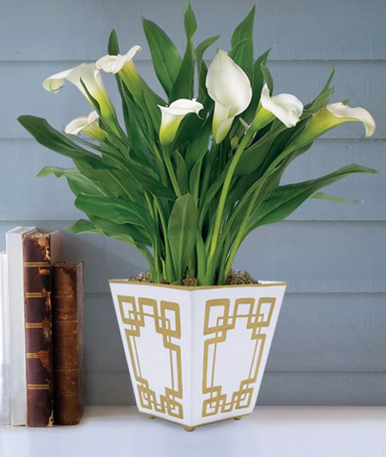 calla lily plant