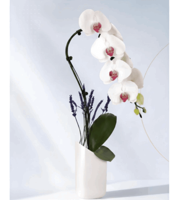 White Swan Orchid