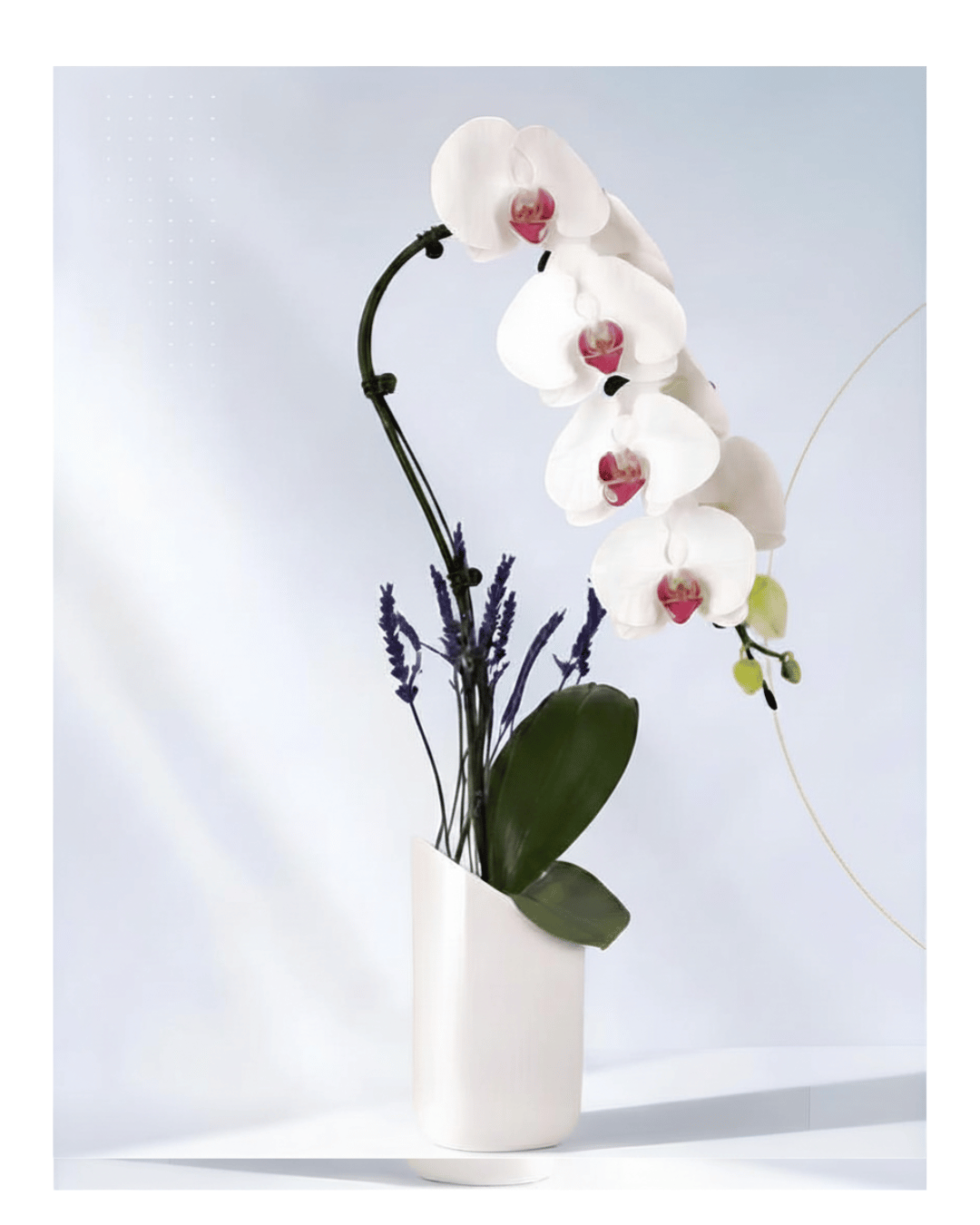 White Swan Orchid
