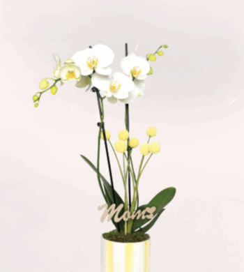 White Orchid Plant