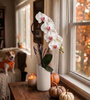 White Swan Orchid