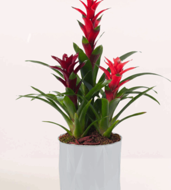 Wild Ember 3 Guzmania Bromeliads