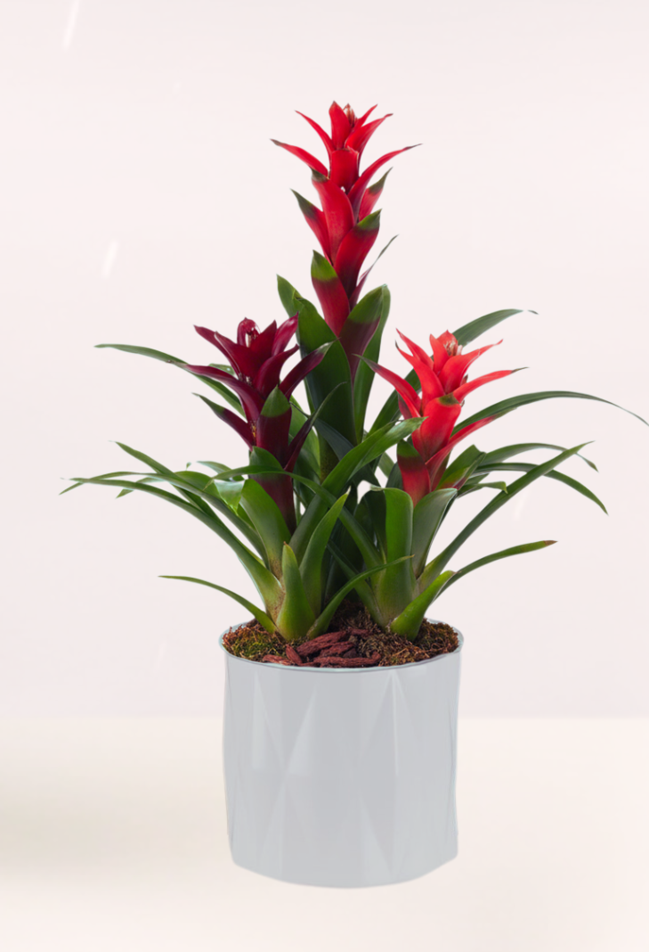 drachenbaum luftfeuchtigkeit Weigestreifter Drachenbaum (Dracaena Deremensis White Stripe)