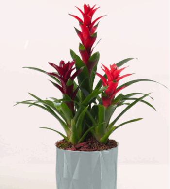 Wild Ember Triple Guzmania Bromeliads