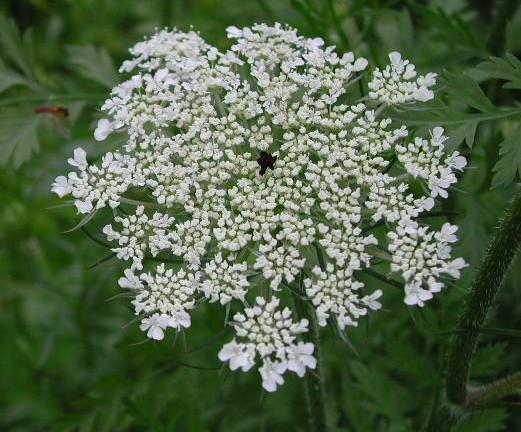 Wild Carrot – Daucus carota