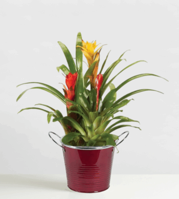 Winter Fun Bromeliad Garden