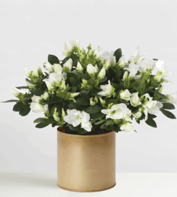 Winter White Azalea Plant