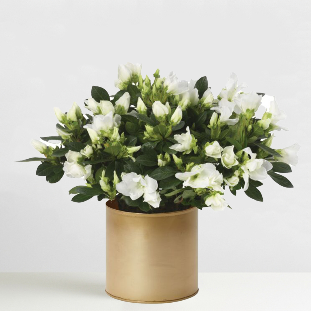 Winter White Azalea Plant