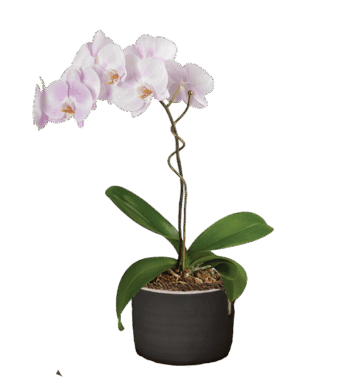 Watercolor Orchid Plant
