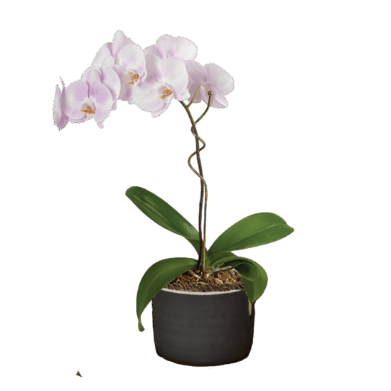 Watercolor Orchid Plant