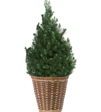 Dec - Alberta Spruce