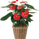 Dec - Anthurium Plant