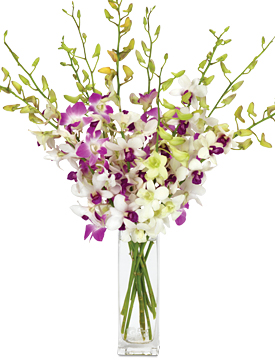 YOT JAN January's Orchid Duo